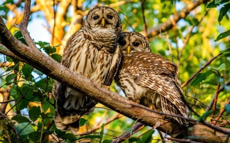 barred owls