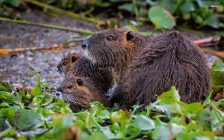 coypu - coypu, rodent, folage, leaf