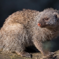 mongoose