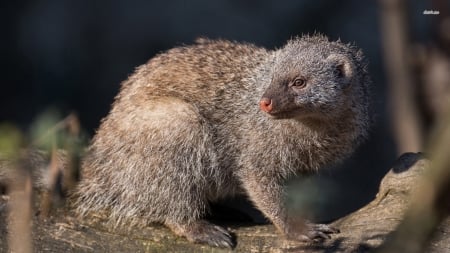 mongoose - mongoose, animal, log, rodent