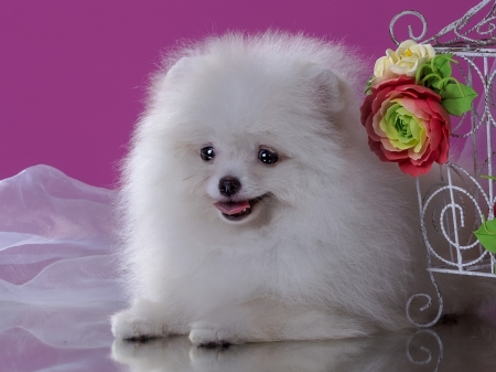 Cute Puppy - white, animal, cute, flowers, puppy, dog