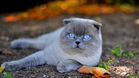 Scottish Fold Cat - animal, scottish, cat, blue eyes