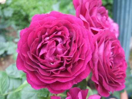  áƒ¦â¤áƒ¦ - purple, roses, flowers, closeup, macro, nature