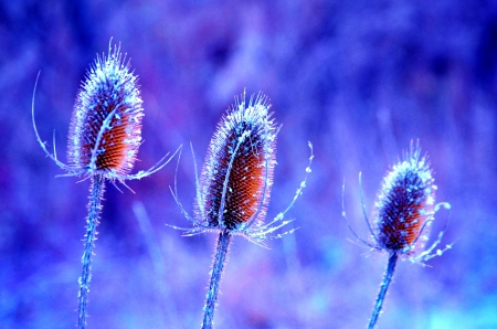 Red trio - red, flower, purple, nature, blue