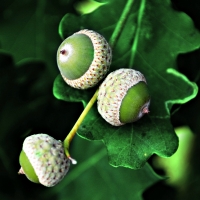 Acorns