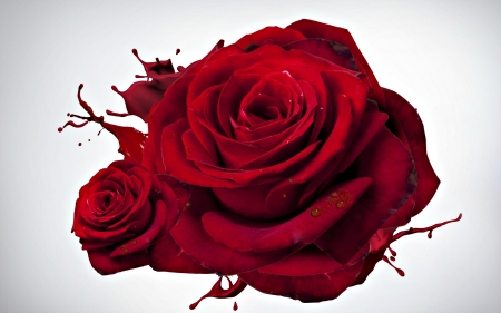 Happy Valentine's Day! - white, red, flower, rose, valentine, splash