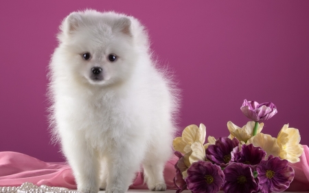 Puppy - white, flower, animal, puppy, spitz, dog