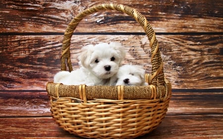 Puppies - white, animal, cute, puppy, basket, couple, wood, dog