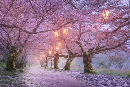 Lampion street - trees, alley, beautiful, splendor, outdoor, lamp, lovely, street, colorful, japan