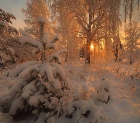 A winter sunset - un, apus, de, soare