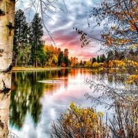 Birch Trees on the lakeside