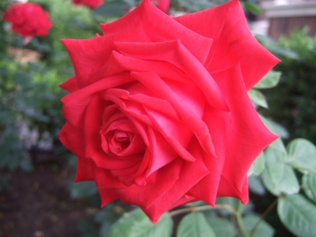 Red Queen - red, rose, petals, flowers, closeup, macro, nature