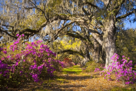 Spring Blossoms - sunshine, trees, park, flowers, path