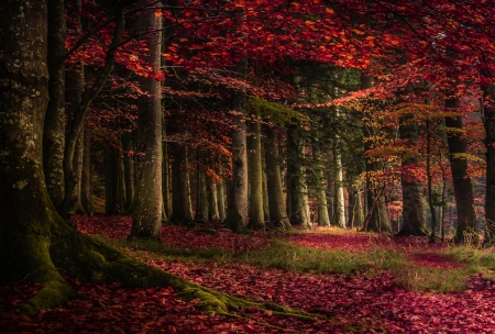 Forest - nature, forest, red, leaves, tress