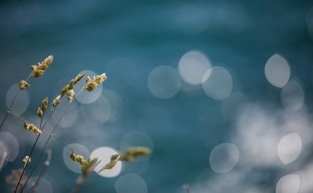 Bokeh - nature, bokeh, grass, light