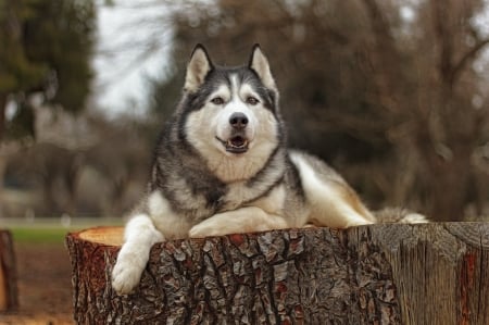 Husky - animal, husky, cute, dog