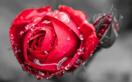 RedRose - rose, flower, petals, red