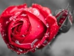 RedRose