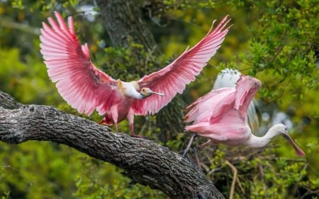 Birds - animals, pink, birds, branch