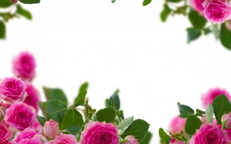 Roses - white, frame, green, rose, card, flower, pink