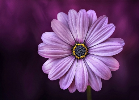 Flower - flower, purple, pink, macro, daisy