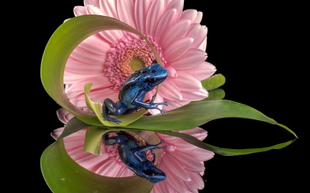 Frog - black, blue, green, flower, pink, frog