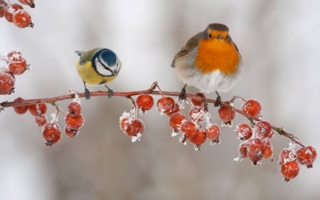 Titmouse and Robin - red, berry, winter, bird, robin, frozen, yellow, titmouse, blue, orange, branch