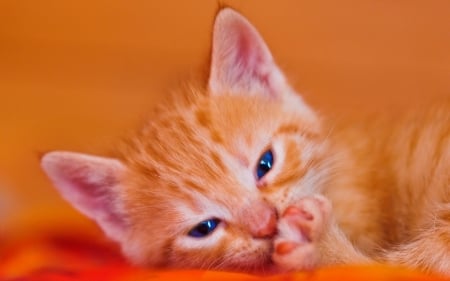 Kitten - paw, cat, blue eyes, kitten, ginger, animal, orange, sweet, cute