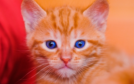 Kitten - cat, blue eyes, animal, orange, sweet, cute, kitten, ginger