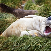 Baby southern elephant seal Macquarie Island