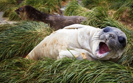 Baby southern elephant seal Macquarie Island - elephant, baby, southern, island, seal, macquarie