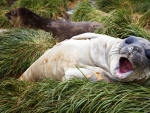 Baby southern elephant seal Macquarie Island