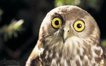 Barking owl Ninox