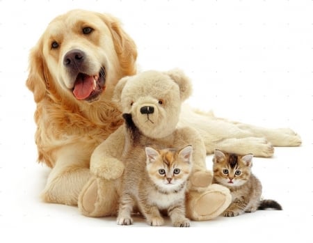 Cute friends - cat, dog, bear, animal, teddy, friend, kitten