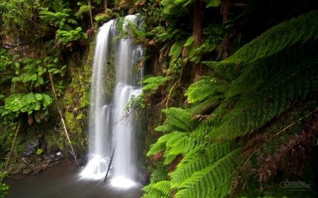 Beauchamp Falls Otway Forest Victoria - beachamp, forest, victoria, otway, falls