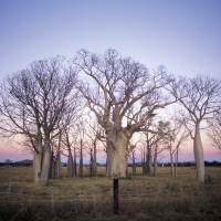 Boab trees The Kimberley Western Australia