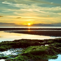 Mossy Swamp at Sunset