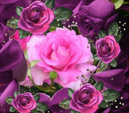 Pink roses - flower, pink, nature, rose