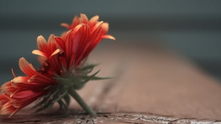 Lovely Flower - orange, flower, petals, nature