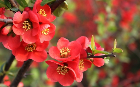 Lovely Flowers - flowers, orange, nature, bloom