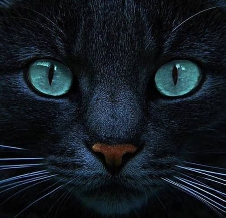 Black Cat - cool, eyes, photography, animals, blue, cats