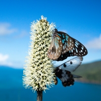 Butterflies South Cumberland Islands Queensland