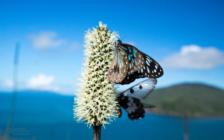 Butterflies South Cumberland Islands Queensland