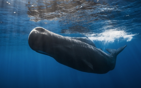 Whale - nature, ocean, whale, deep sea, water, animal