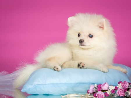 Cute Puppy - white, animal, flowers, puppy, pillow, dog