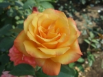 Yellow Rose