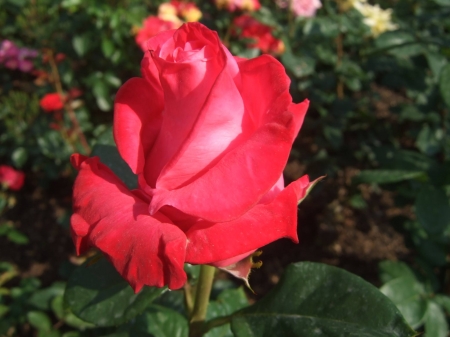 Lovely Rose Bud - red, flower, rose, petals, macro, nature, bud