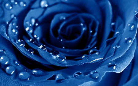 Blue rose - skin, blue, water drop, rose, flower