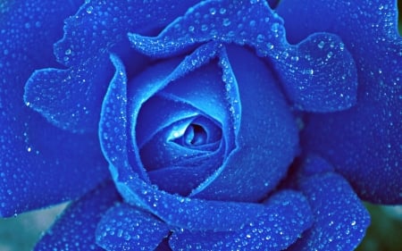 Blue rose - skin, blue, water drops, rose, flower