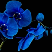 Orchids background